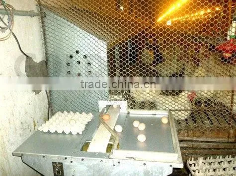Goldenest automatic egg collection system chicken nesting boxes factory price JCJ15-A02