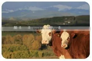 Printable UHF RFID Animal Ear Tag TPU material cattle ear tag