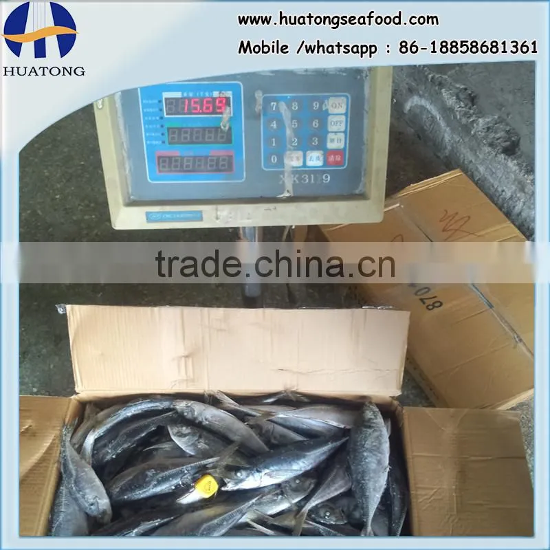 Horse mackerel HGT