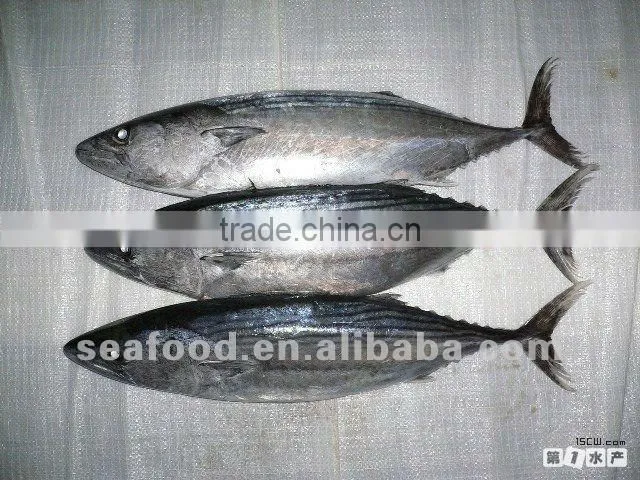frozen sea food skip jack W/R & YELLOW FIN TUNA W/R