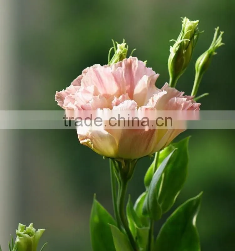 Excellent quality best sell fresh cut colorful eustomas