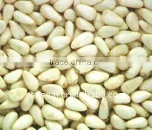 Chinese Pine nuts kernels or pignoli