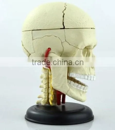 V-HM06 4D MASTER Brain skull brain model
