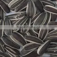 chinese black sunflower seed in shell