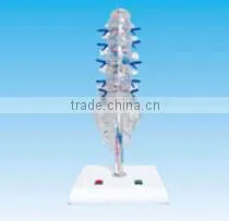 The model of lumbar sacral vertebae ,intervertebral disks and spinal nerve,human electric model