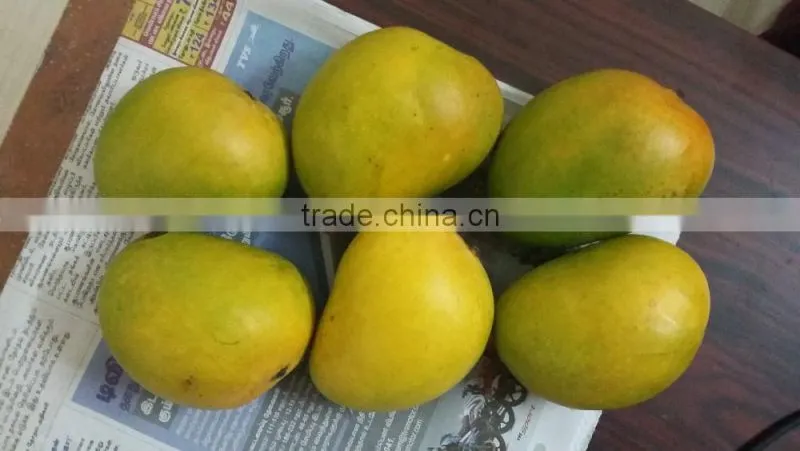 Fresh Alphonso Mangoes Exporters in India