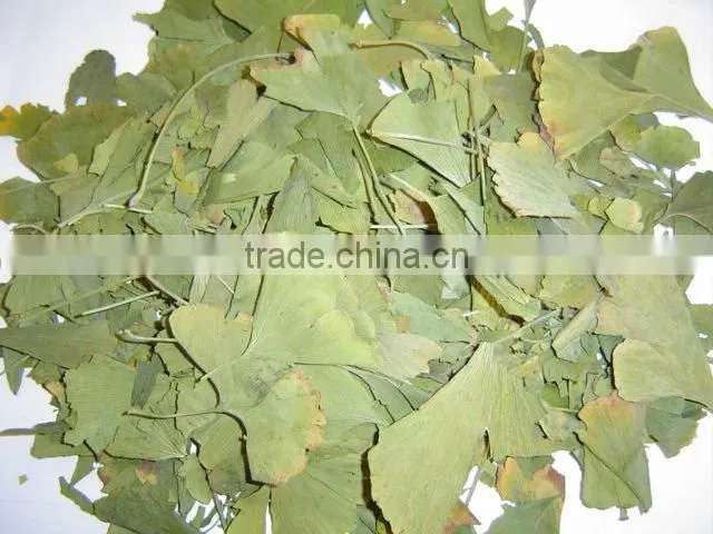 Sun dry Ginkgo Biloba leaves