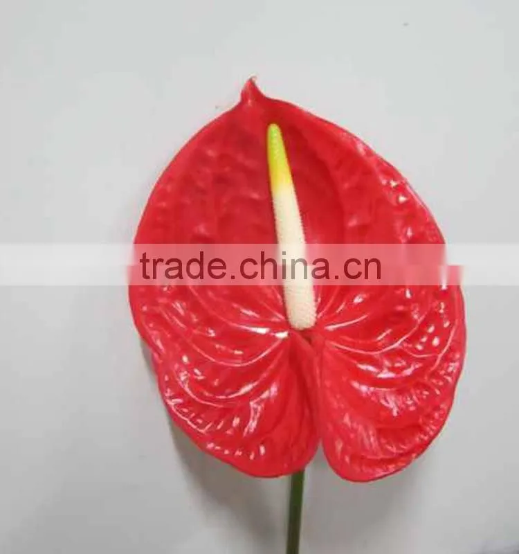 Durable hotsell red anthurium plant
