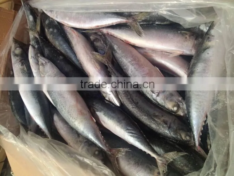 frozen pacific mackerel fish