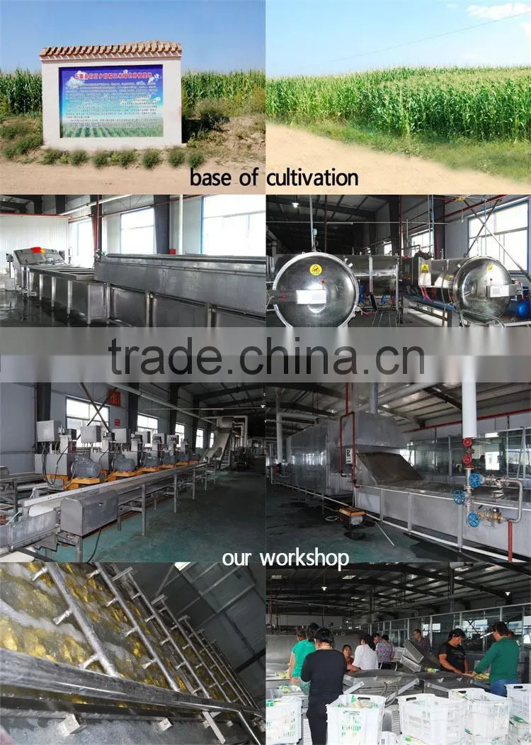 china supplier as gift for child yellow waxy corn