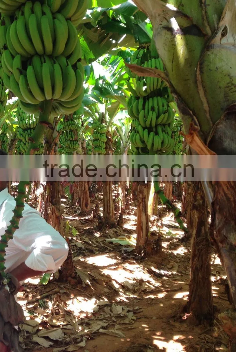 Fresh Cavendish Banana