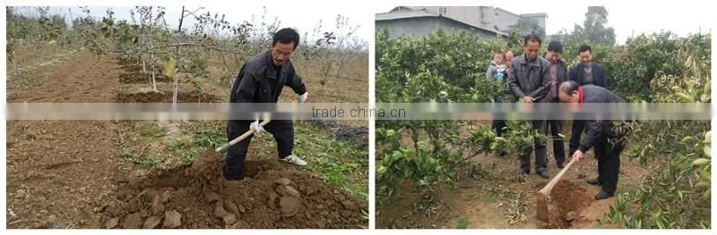 Relationship Between Root Growth And Fertilization Of Fruit Trees