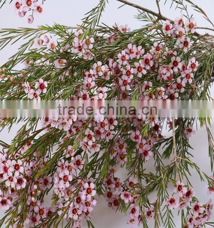 the most beautiful fresh wintersweet flower to export