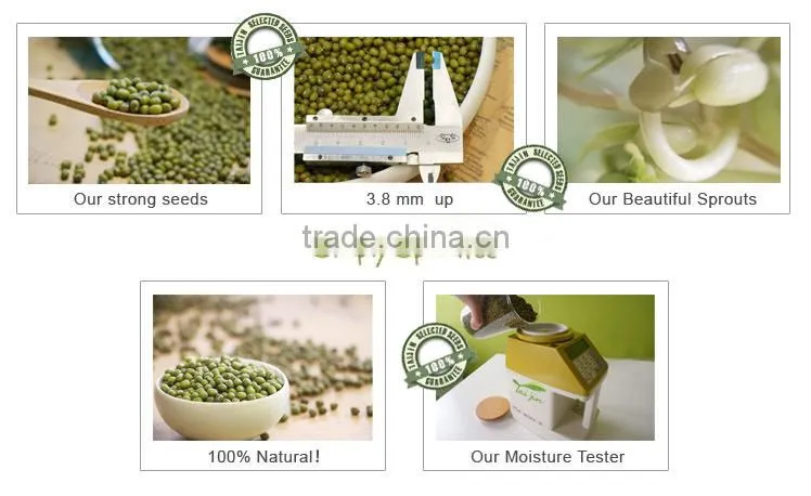 Export Various green mung beans specification ,grade a green mung bean sprout