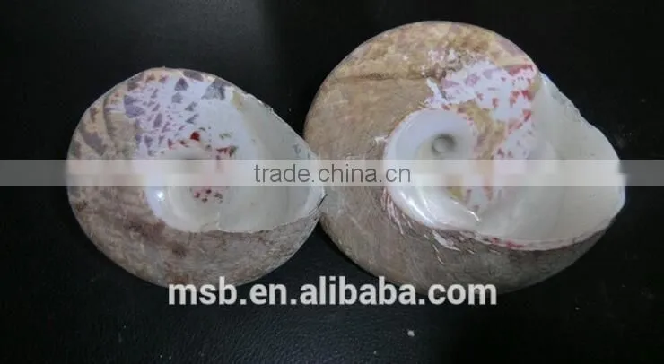 High quality 2 holes black trocas shell buttons for T-shirt
