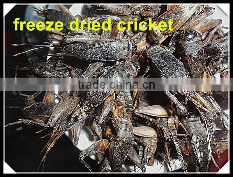 Freeze Dried Crickets, bird & reptiles pet food
