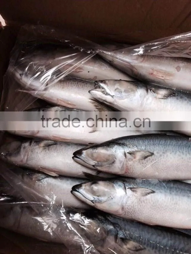 Frozen Mackerel Fish