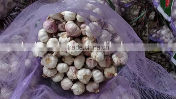 2016 crop chinese red garlic factory directly supply
