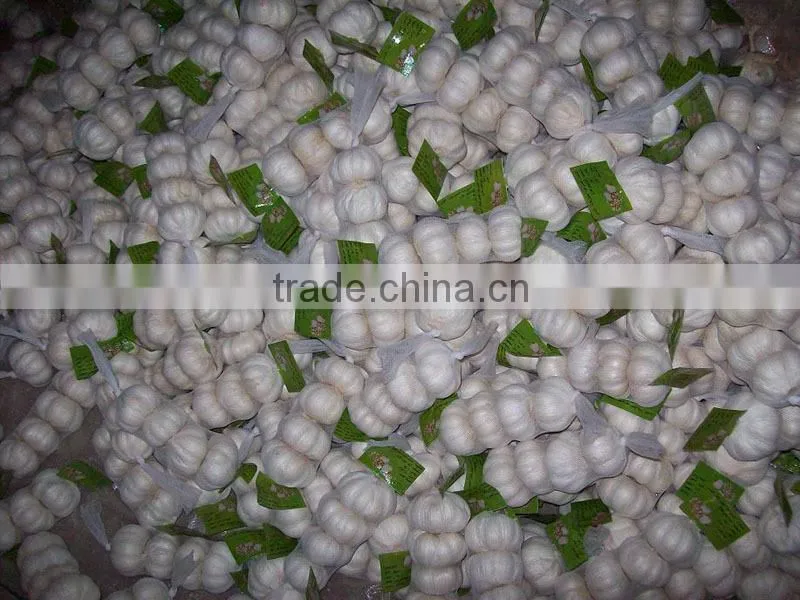 Factory Directly Supply new crop Fresh Garlics