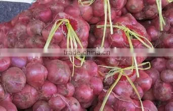 white onion