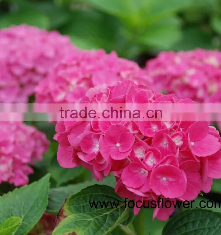 Names Of Flowers Fresh Cut Flowers Hydrangea With Competitive Price
