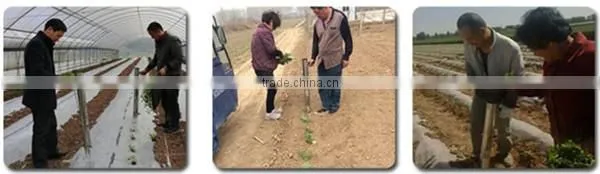 Onion transplanter machine sale, Hand held transplanter for tomatoes