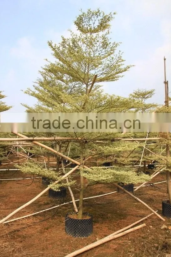 Terminalia Mantaly Tricolor Tree, Outdoor Plant, Variegated Madagascar Almond