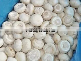Good quality frozen IQF king oyster mushroom pieces