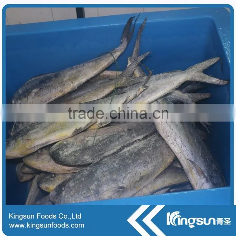 Whole Sale Good Price Frozen Mahi Mahi Fish WR