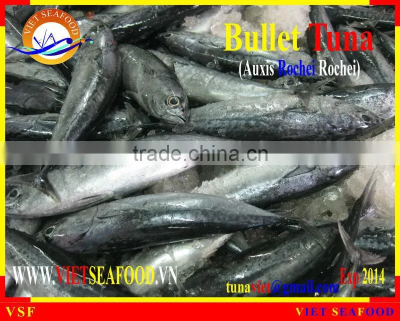 FROZEN BULLET TUNA