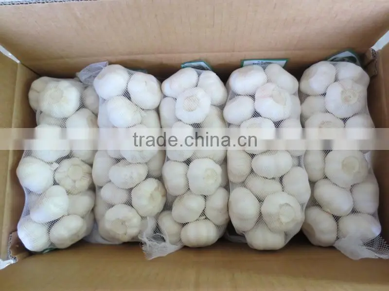 garlic seeds garlic price