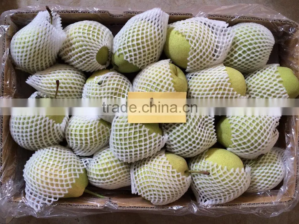 Good Qulity Fresh Shandong Pear Export To India