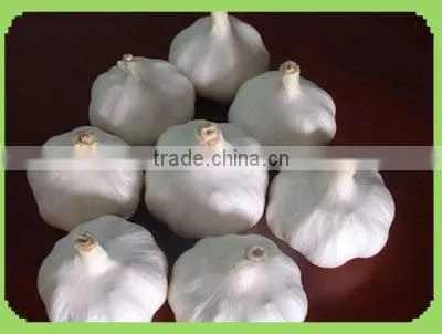 snow white garlic crop 2011