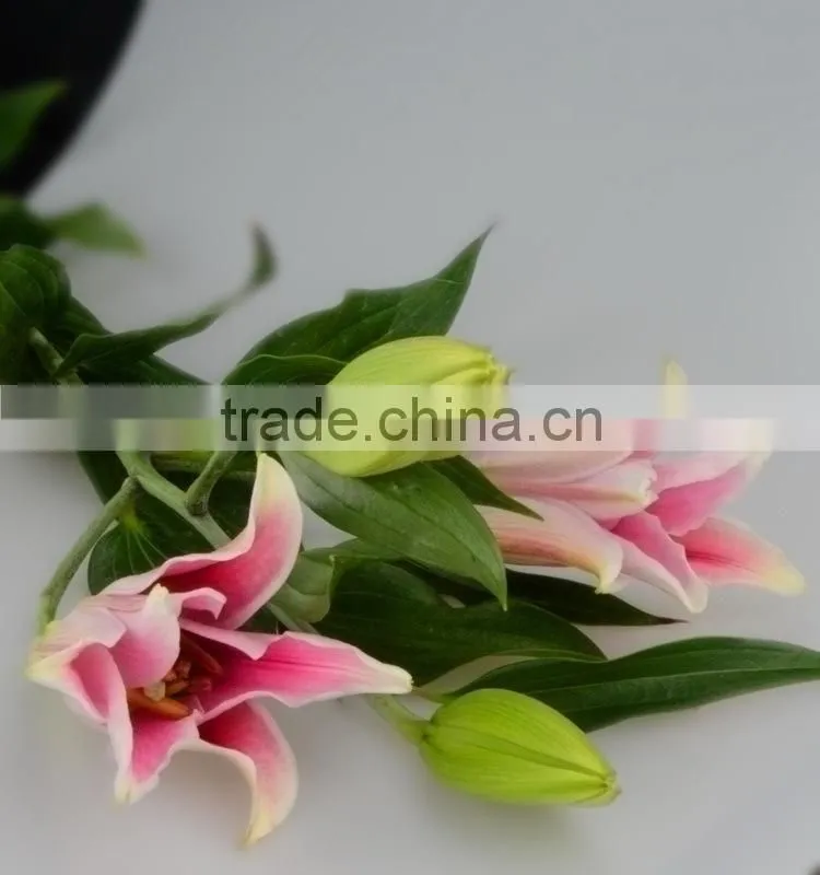 New sorbonne export lilies fresh cut flowers