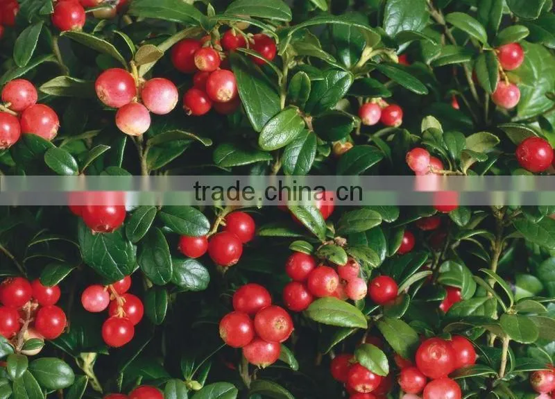 100 pure natural fructus rosae oil,Rosa Mosqueta oil