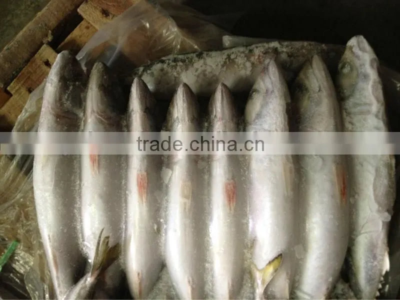 Frozen whole round mackerel size 200-300g/pcs for sale