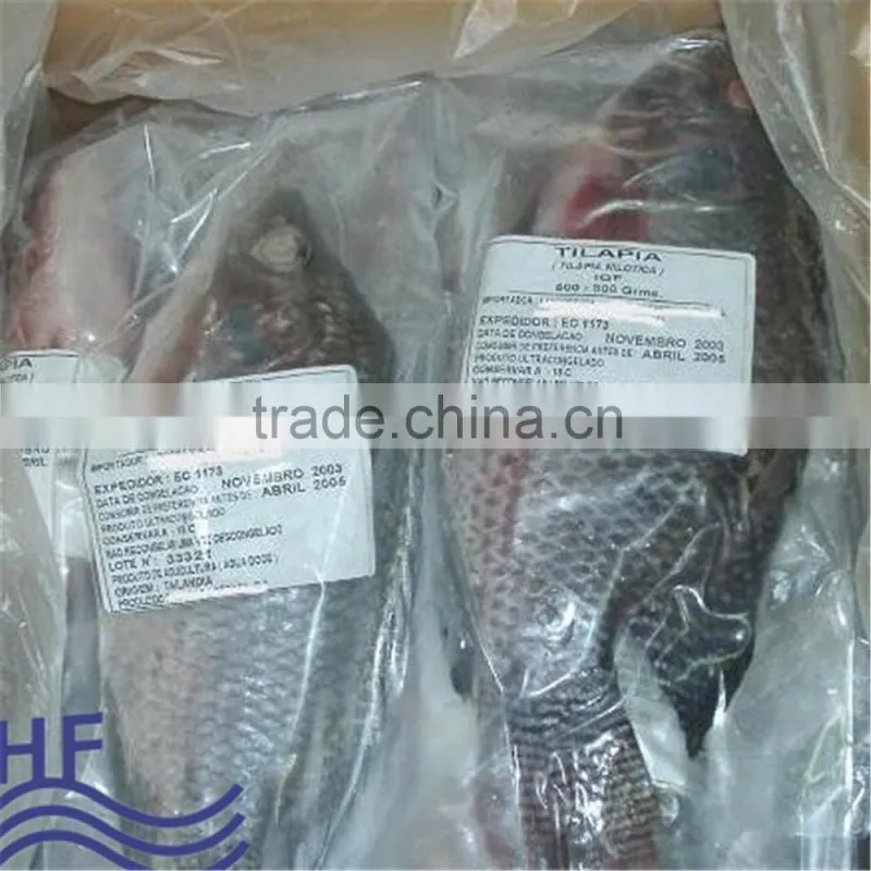 Frozen Gutted Scaled Tilapia Fish whole round