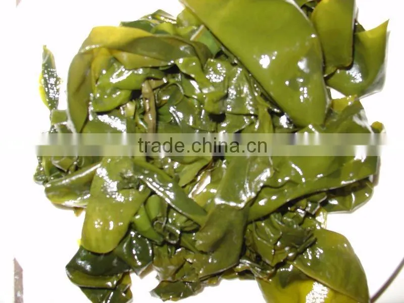 seaweeds