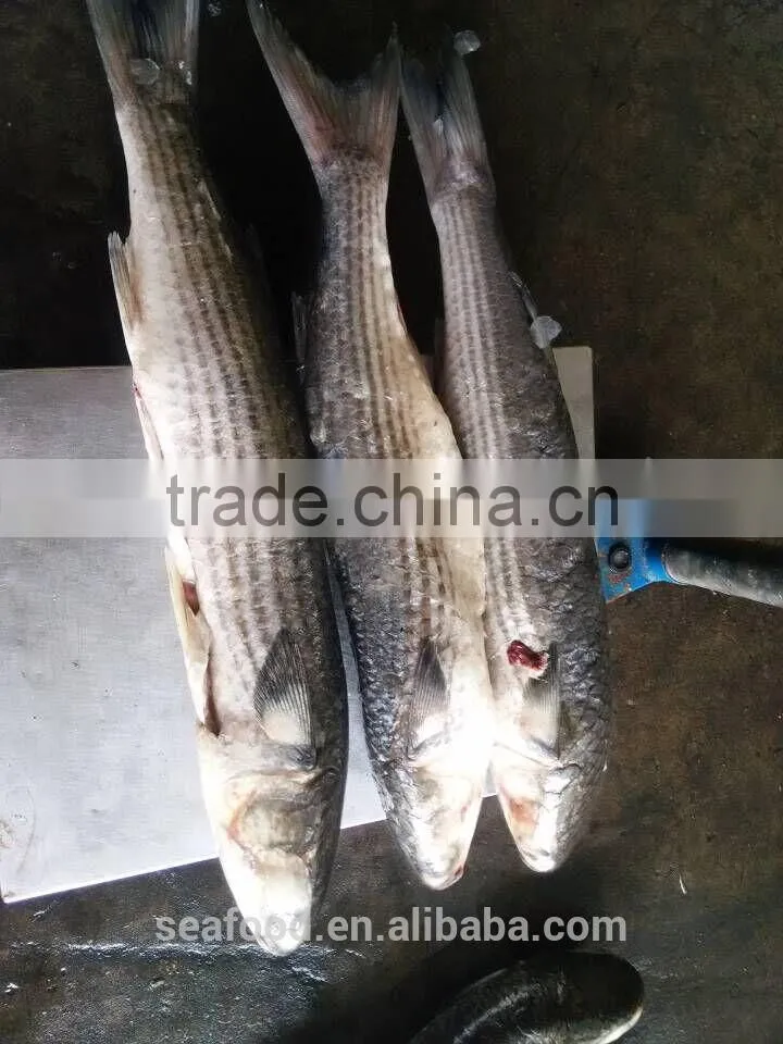 wild frozen grey mullet wr roe off new catch