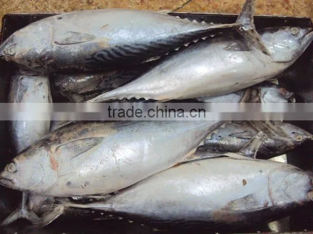 bonito