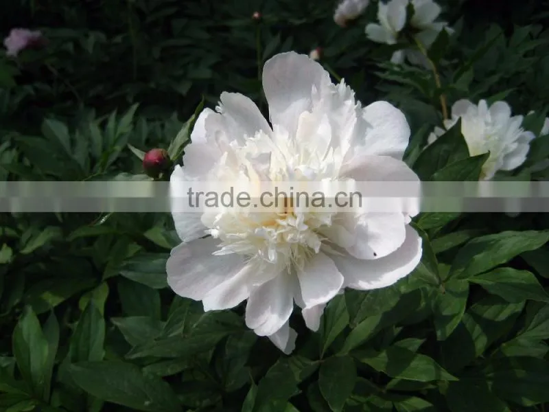 my test Tree Peony Plant Root