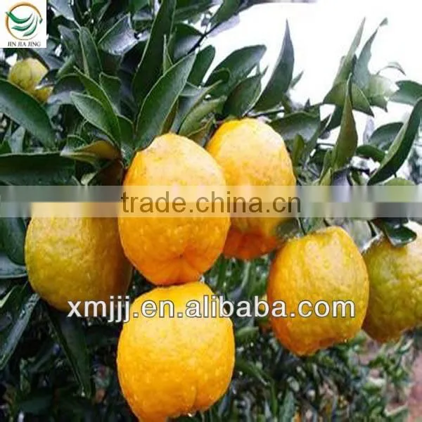 Yongchun kinndow citrus oranges fresh mandarin orange citrus fruit