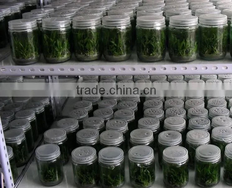 200ml tissue culture vessels with plastic lid