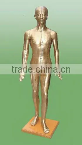acupuncture (male) model