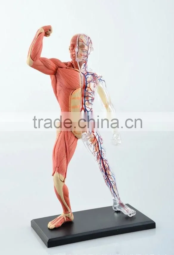 V-HM03 4D MASTER Human tissue model - skeletal muscle and nerve assembly