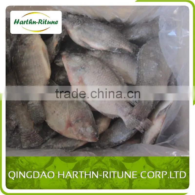Iqf Frozen Tilapia Fillet Fish Wholesale