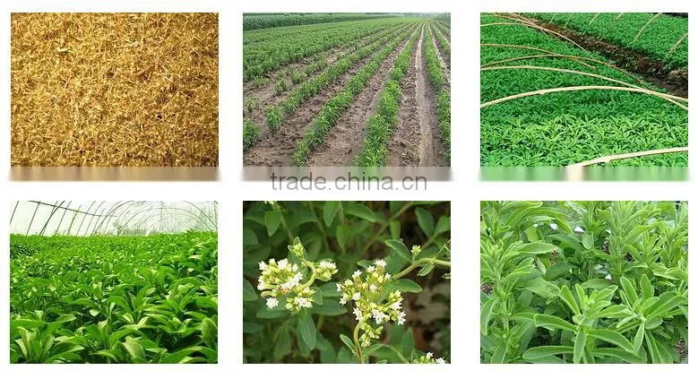 Pure Rebaudioside A Steviol Glycosides 90% 95% Rebaudioside A (Reb A) 97% HPLC