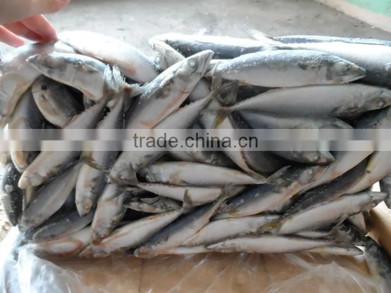 New W/R FROZEN MACKEREL