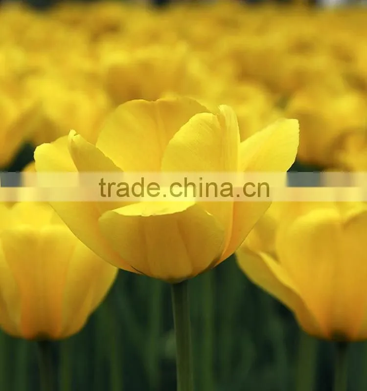 Special new coming wholesale cheap tulip flowers