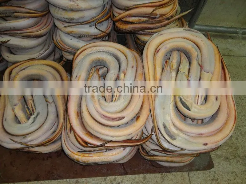 Frozen conger eel fish